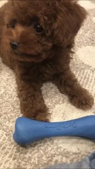 H.S 様のお迎えした子犬
