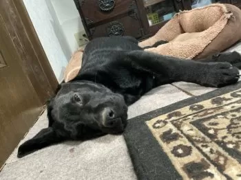 大ちゃんママ 様のお迎えした子犬
