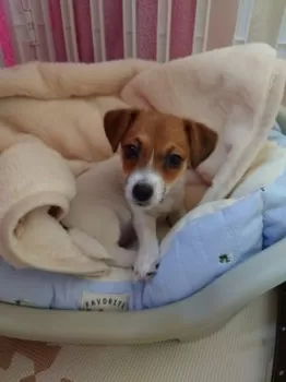 T.S 様のお迎えした子犬