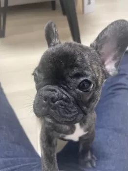 S.H 様のお迎えした子犬