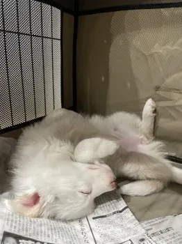 N.A 様のお迎えした子犬