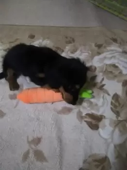 T.T 様のお迎えした子犬