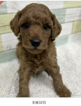 Y.K 様のお迎えした子犬