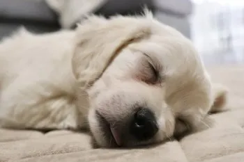 ルル 様のお迎えした子犬