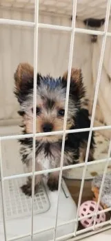 H.N 様のお迎えした子犬