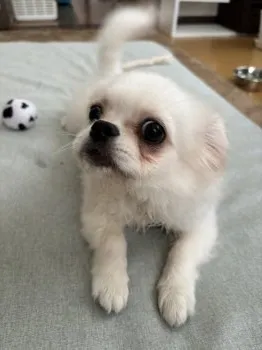 ししまる。 様のお迎えした子犬