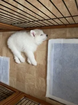 てるりん 様のお迎えした子犬