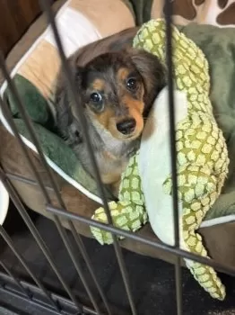 T.M 様のお迎えした子犬