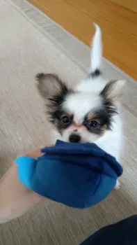 うめ 様のお迎えした子犬