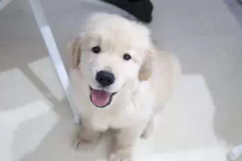 GUN 様のお迎えした子犬
