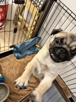 M.M 様のお迎えした子犬
