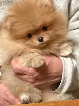 H.S 様のお迎えした子犬