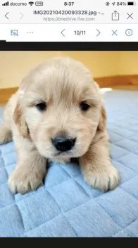 タカピン 様のお迎えした子犬