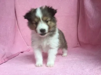 ヒロキ 様のお迎えした子犬