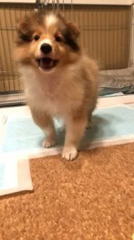 つちや 様のお迎えした子犬