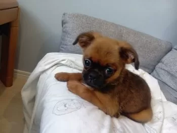 ごり 様のお迎えした子犬