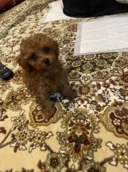 シンジ 様のお迎えした子犬