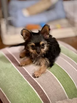 ワゴーム 様のお迎えした子犬