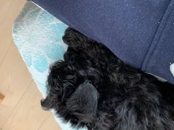 Oscar 様のお迎えした子犬