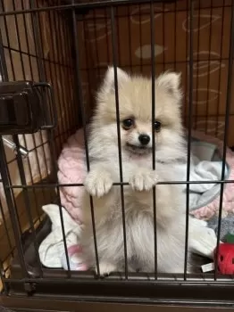 かおりん 様のお迎えした子犬