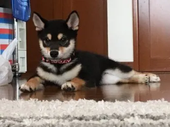 なっちゃん 様のお迎えした子犬