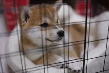 N.M 様のお迎えした子犬