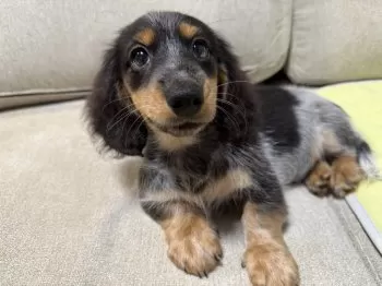 ぴの! 様のお迎えした子犬