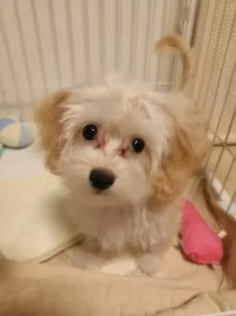 ほやボーヤ 様のお迎えした子犬
