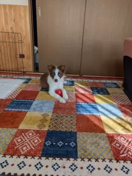 K.N 様のお迎えした子犬