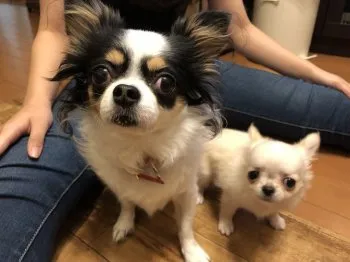 まりりん 様のお迎えした子犬