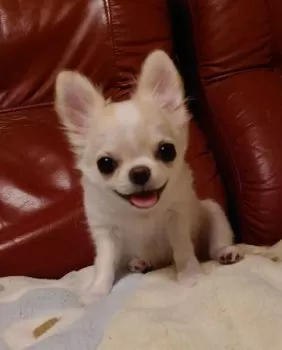 Y.S 様のお迎えした子犬