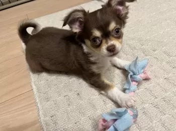 M.H 様のお迎えした子犬