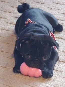 うめちゃん 様のお迎えした子犬