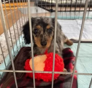 A.S 様のお迎えした子犬