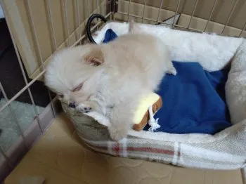 しづ 様のお迎えした子犬