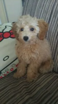 もこ 様のお迎えした子犬