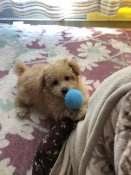 新人 様のお迎えした子犬