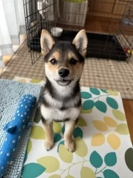 hata 様のお迎えした子犬