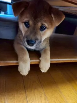 beetle 様のお迎えした子犬