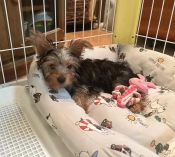 K.M 様のお迎えした子犬