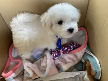 H.H 様のお迎えした子犬