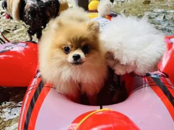 まるやん 様のお迎えした子犬