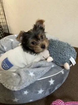 hanna 様のお迎えした子犬