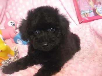 kim 様のお迎えした子犬