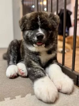 CHIKUWA 様のお迎えした子犬
