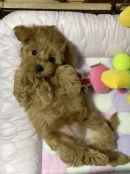 K.S 様のお迎えした子犬