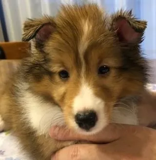 によん 様のお迎えした子犬