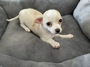 S.W 様のお迎えした子犬