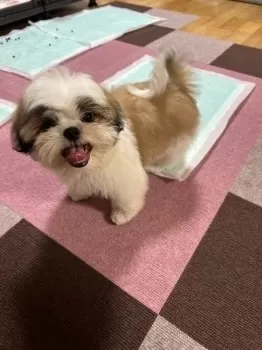 ほしみん 様のお迎えした子犬