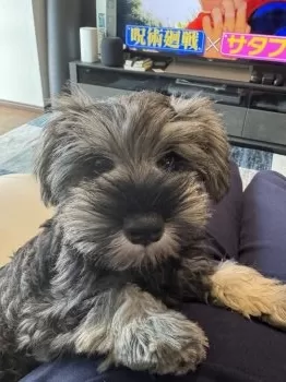 E.N 様のお迎えした子犬